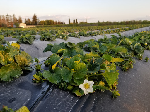 Starberries