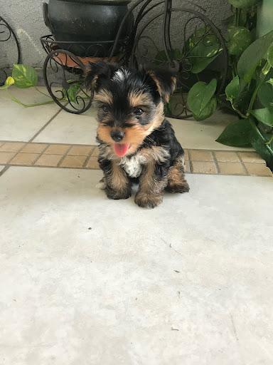 Las Vegas Puppy World - Thumbnail
