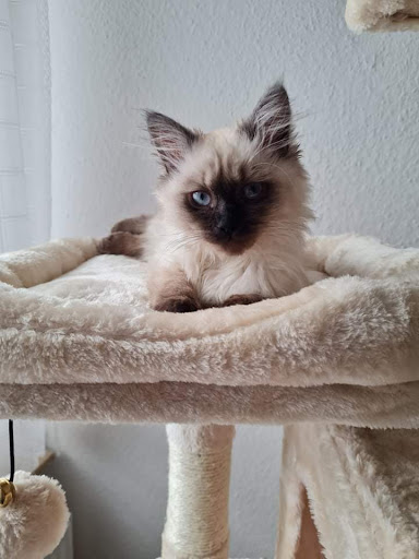 Ragdoll Kittens - Thumbnail