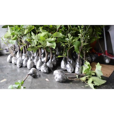 Photos of Cahaya Bunga Florist