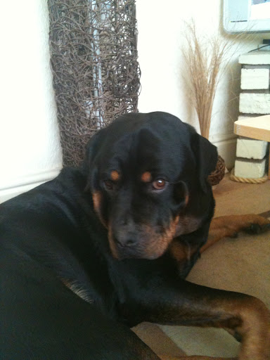 Mo's Retreat Pet Sitting & Spa