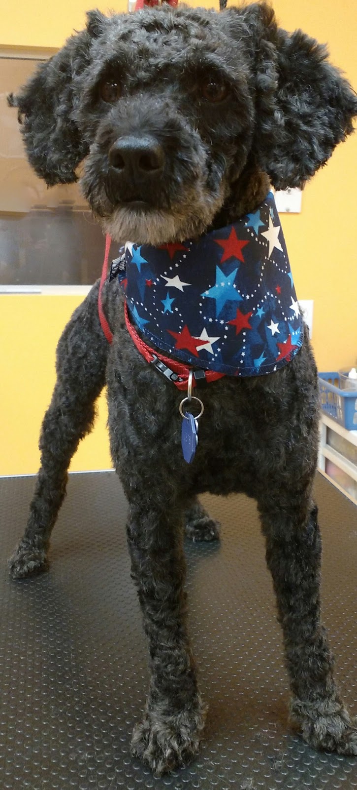 Boutique Golden Paws 4830 Rue Reneemard, Pierrefonds Canadian