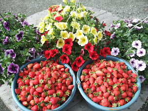 Photo n°1 de Le Potager Fleuri à Louverné (Maraîcher)