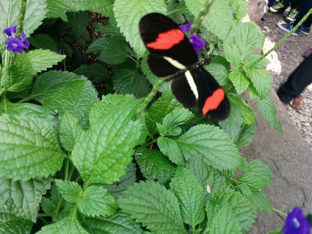 Butterfly Conservatory