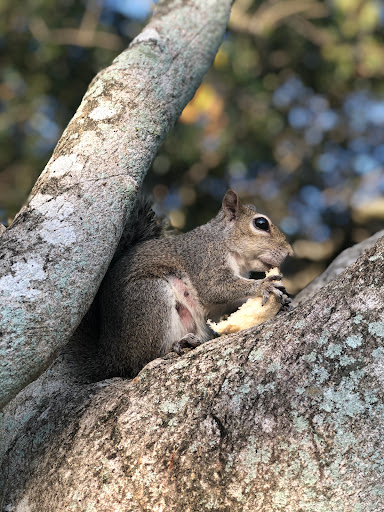 Parque Placido - Visual
