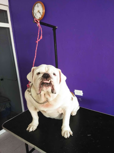 Perri-Miau Estética Canina y S.M. Veterinario