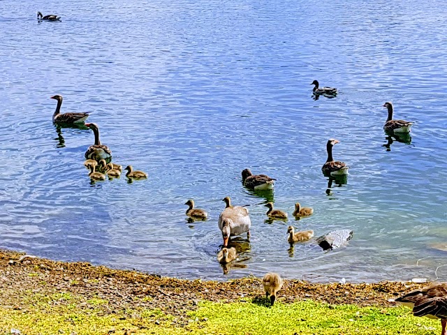 James Hamilton Heritage Park