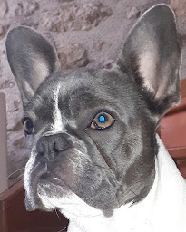 Photo n°2 de Les B français et A bully de Laeti à Tupigny (Éleveur de chiens)