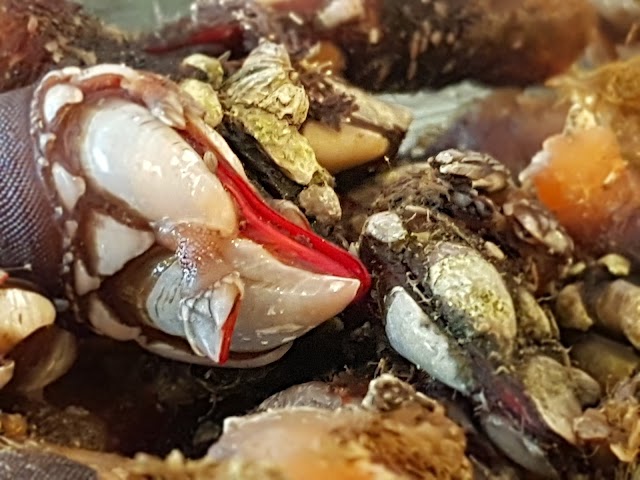 La taberna de torrelodones