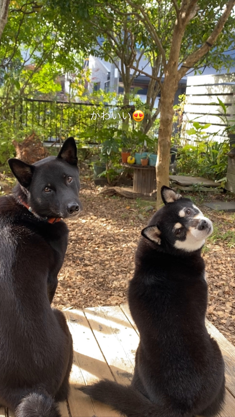 deer garden ナチュラルドッグガーデン（庭・外構・ドッグガーデン専門）