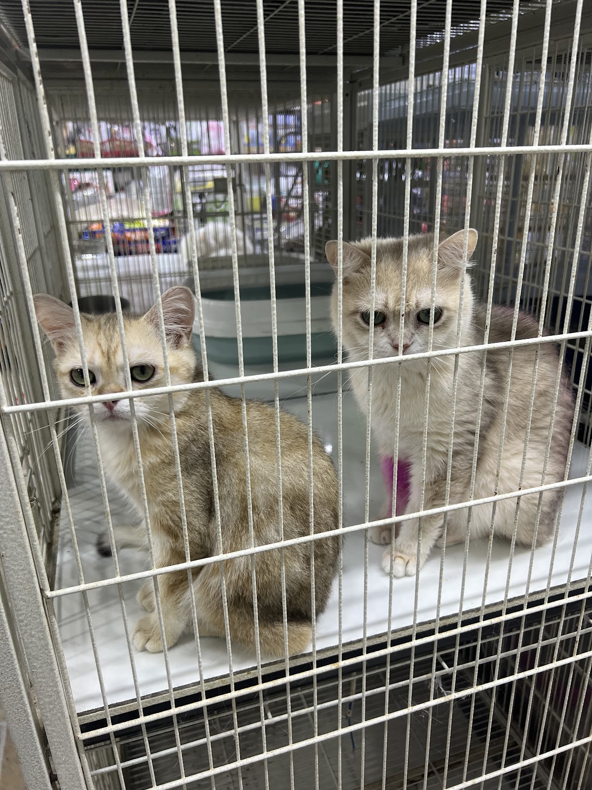 ZONE TIME BEAUTY BIRDS LLC - صورة 4