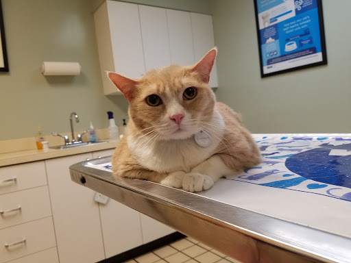 VCA West Shore Animal Hospital - Thumbnail