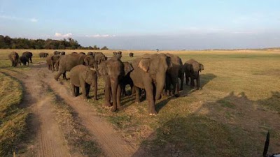 Photos of Minneriya Elephants Jeep Safari Park Sri Lanka