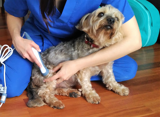 Vet&Run Rehabilitación y Fisioterapia Veterinaria