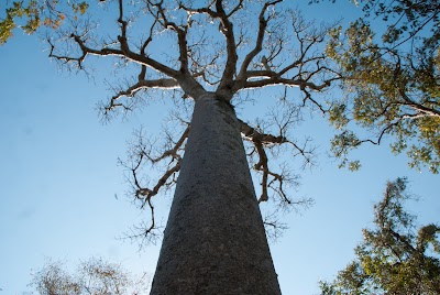 Photos of Zombitse-Vohibasia National Park