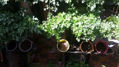 Photos of Hydroponics Africa