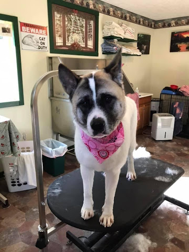 Pup Kuttz