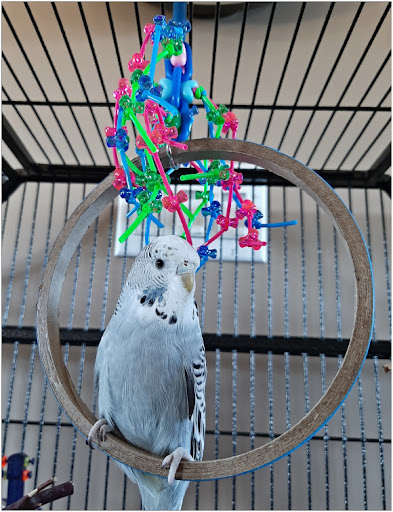 Birdy Boredom Busters (Online Store) - Thumbnail