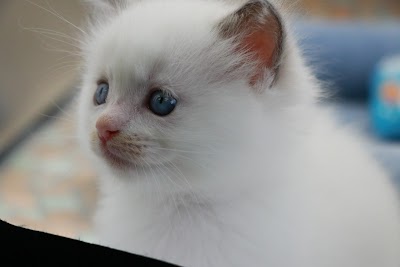 ペットショップムライ