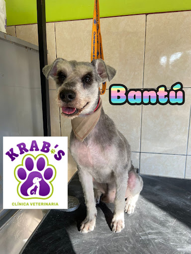Krab's: Clínica Veterinaria