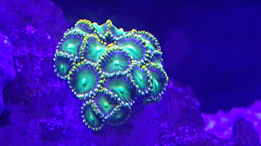 Polyp Box - Visual
