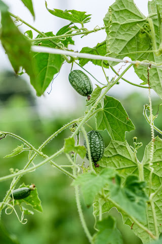 Forts Ferry Farm by null
