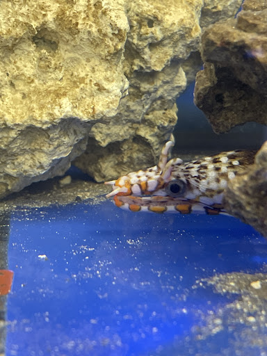 Limitless Aquatics - Visual