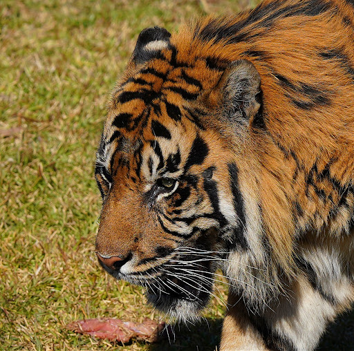 Sydney Zoo Foundation - Thumbnail