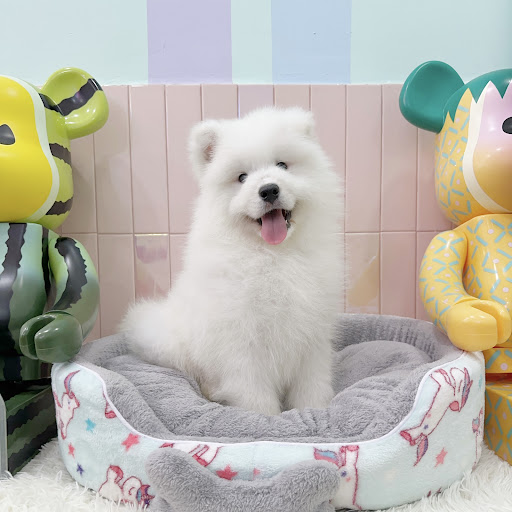 The Pup Life SG - Thumbnail