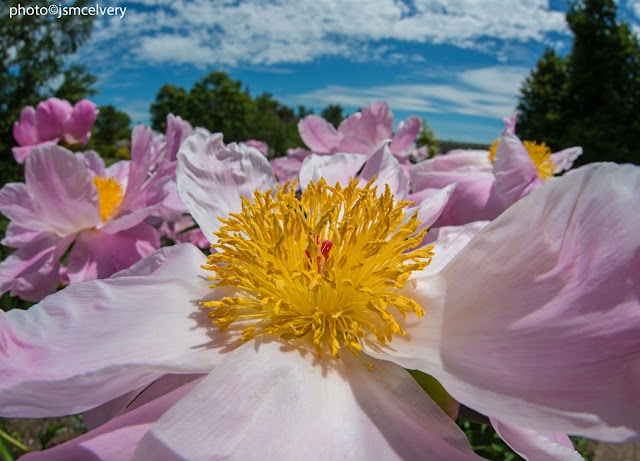 Tower Hill Botanic Garden