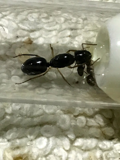 Ant Shop Australia - Thumbnail