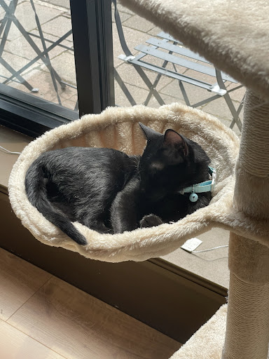 MAC KITTEN - Visual
