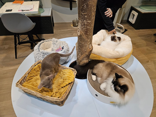 Maison de Moggy - Coffee shop