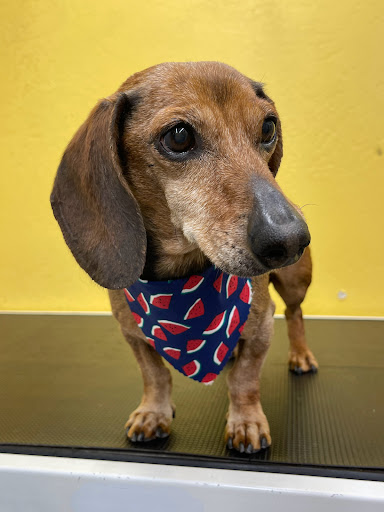 Brock's Pet Grooming - Thumbnail