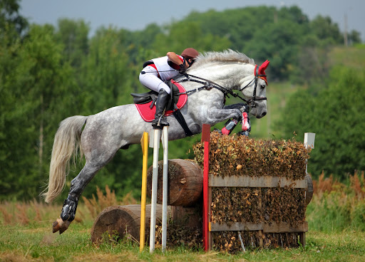 McDiarmid Equine Consultancy Gallery - United Kingdom