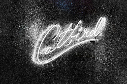Catbird - Visual