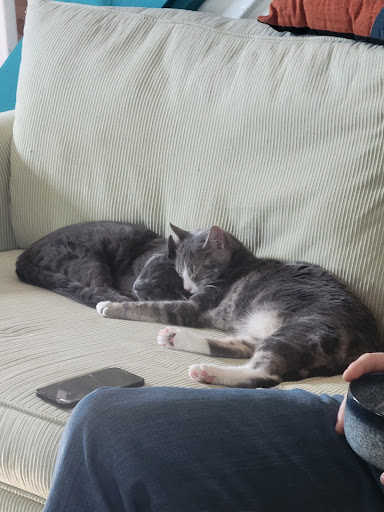 Cape May County Animal Shelter - Thumbnail