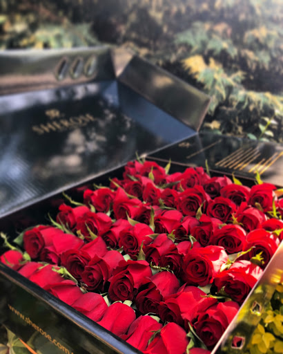 SHEROSE - Visual