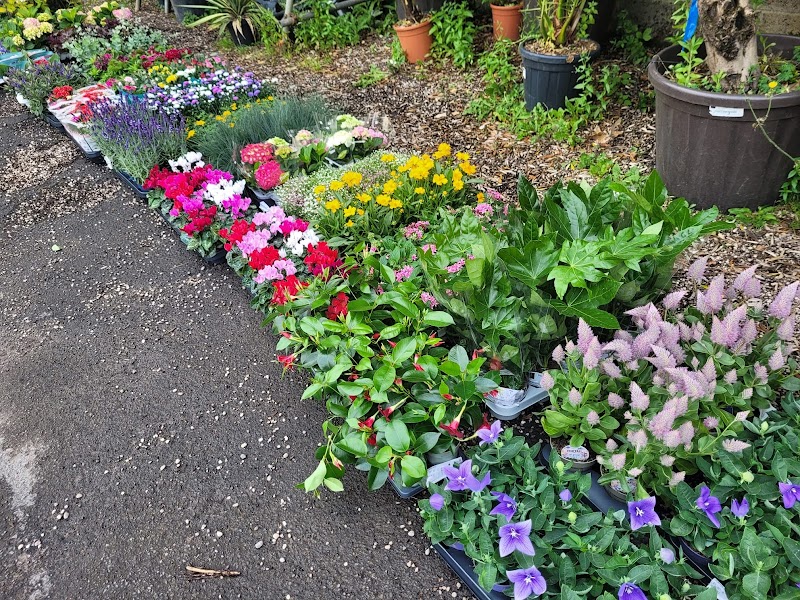 Garden Plants South Wales photo 3