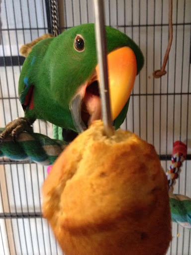 Chipper Parrots - Visual