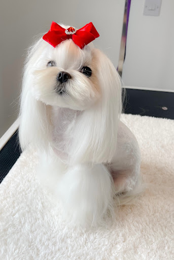 Posh Paws Dog Grooming