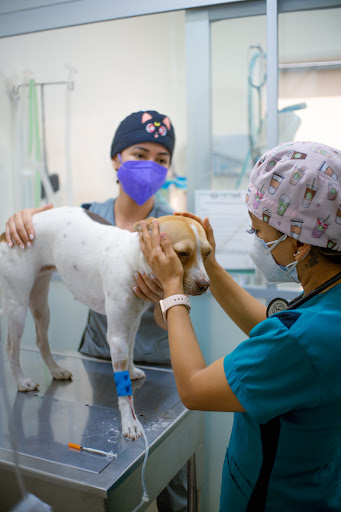 VETME - Hospital Veterinario Condesa