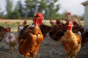 Photo n°19 de Ferme de la Volaille Gourmande (pas de poules pondeuses) à Vougy (Ferme bio)