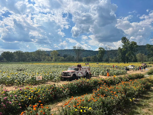 The New Jersey Sunflower Trail - Thumbnail