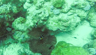 Photos of Pro Dive Mauritius