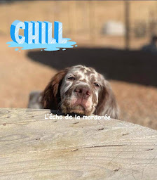 Photo n°32 de Centre Canin l'Echo de la Mordorée élevage et pension canine à Saint-Laurent-du-Verdon (Garde d'animaux de compagnie)