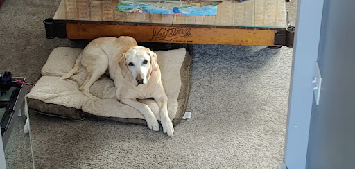 Isanti Pet Clinic Gallery - United States