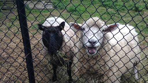 Little Creek Farm & Sanctuary - Thumbnail