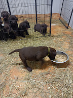 Élevage de Espère à Saint-Aubin