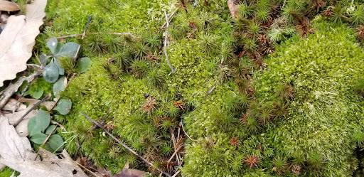 Houghton Land Preserve - Thumbnail